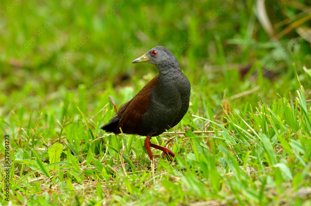 Obraz premium Black-tailed Crake on grass field