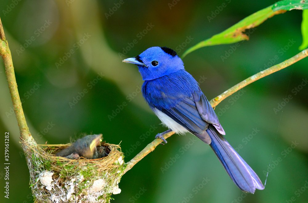 Black-naped Blue Flycatcher or blue flycather, a beautiful blue bird, keep watching its chicks in the nest