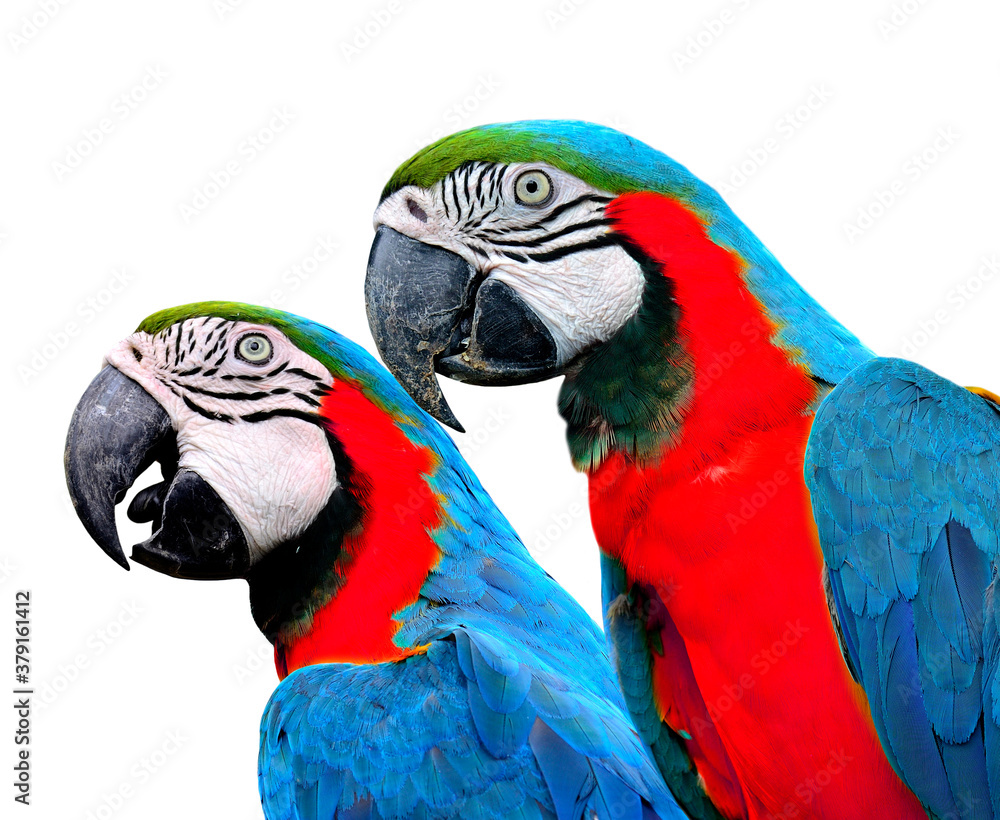 Naklejka premium Blue and red birds