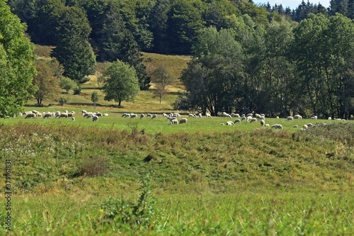 Weidende Schafherde auf dem Meissner © Schmutzler-Schaub