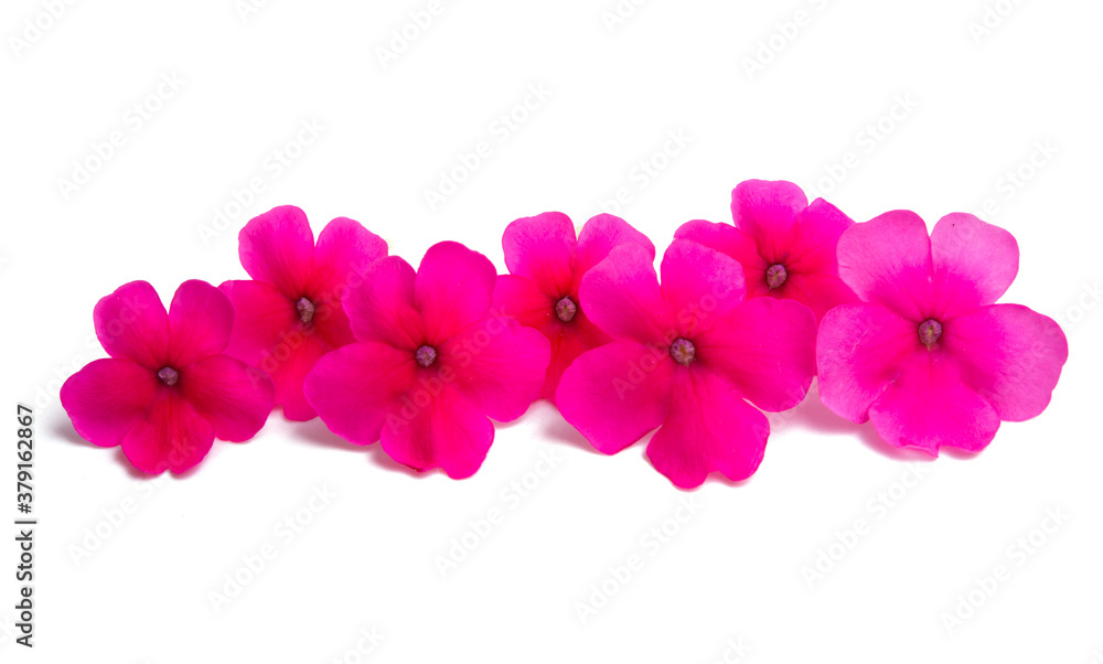 pink verbena isolated