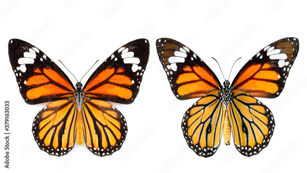 Common Tiger Butterfly both upper and lower wings profile in natural color isolated on white background Common Tiger Butterfly both upper and lower wings profile in natural color isolated on white background