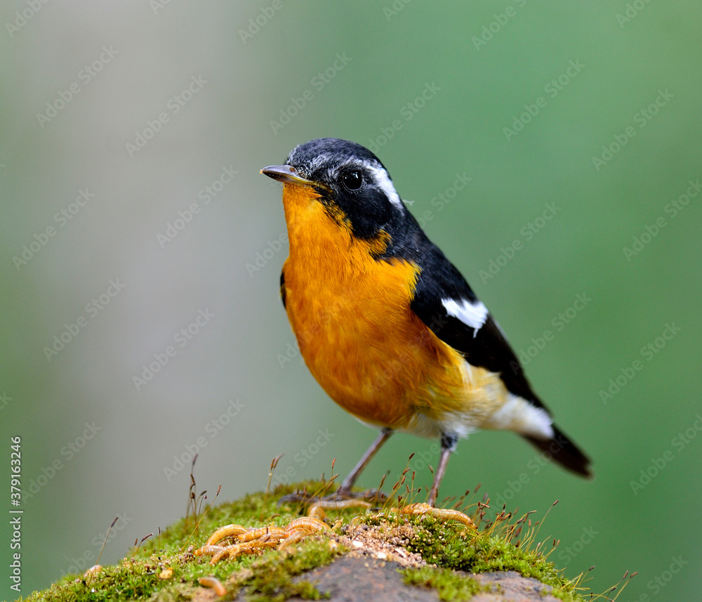 Cute Mugimaki Flycatcher with very nice details on its feathers stretch his body, Ficedula mugimaki, bird or asia in Thailand Cute Mugimaki Flycatcher with very nice details on its feathers stretch his body, Ficedula mugimaki, bird or asia in Thailand