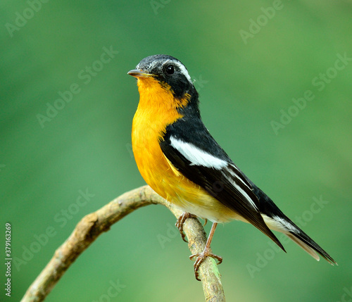 Cute Mugimaki Flycatcher with very nice details on its feathers stretch his body, Ficedula mugimaki, bird © prin79