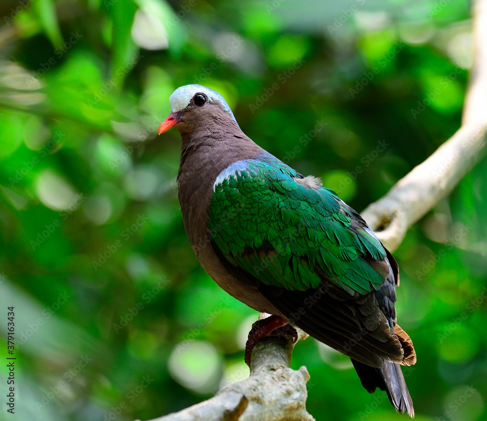 Obraz premium Emeral dove or Green Pigeon, Chalcophaps Indica, bird