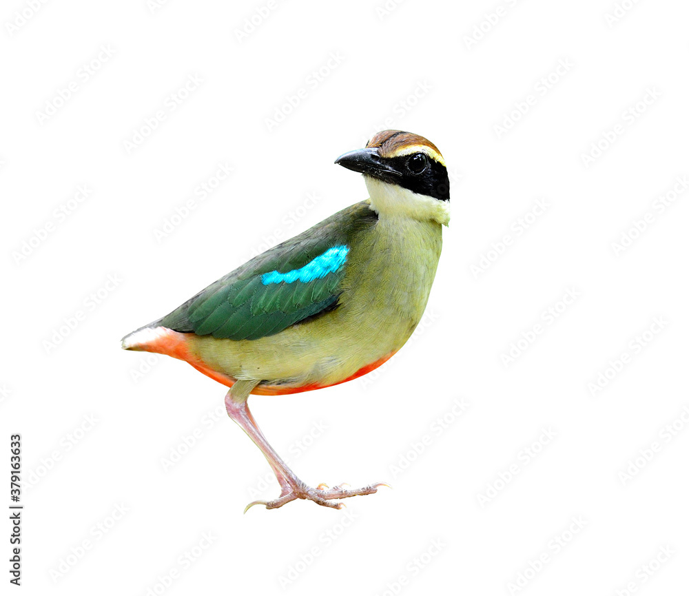Fototapeta premium Fairy Pitta on isolated white background with nice details, bird of Thailand and asia