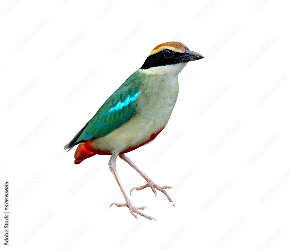 Fairy pitta standing on isolated white background