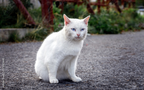 white cat plays on the asphalt © kirillk