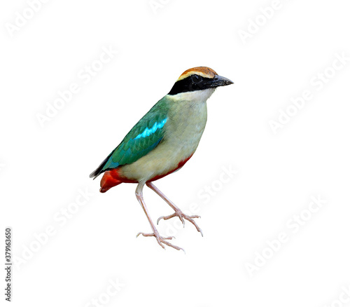 Fairy pitta standing on isolated white background