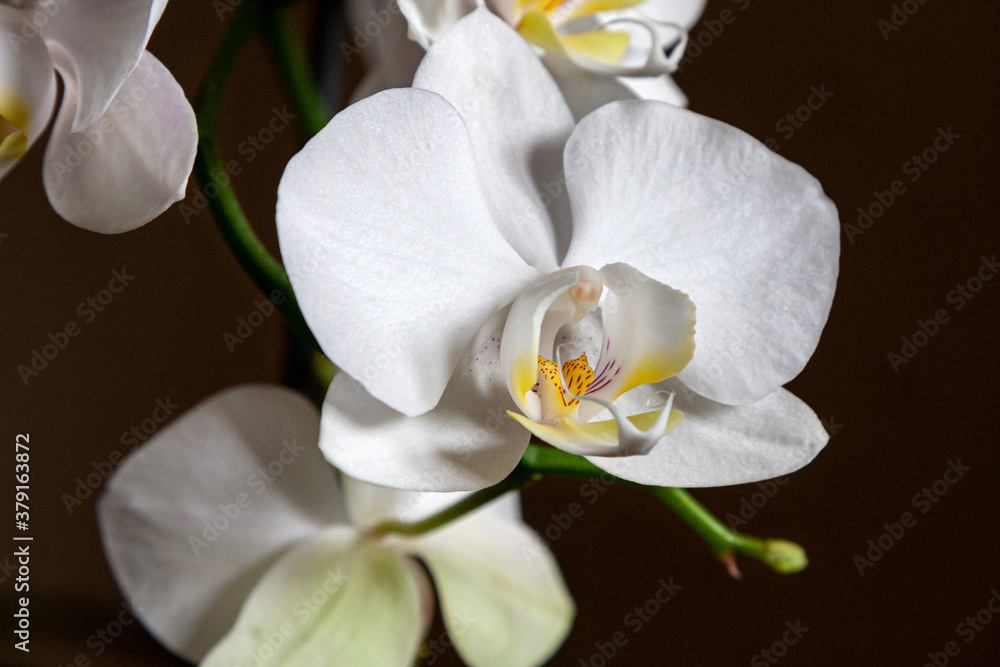 Wonderful white Phalaenopsis orchid flower on a dark neutral background. Close-up Wonderful white Phalaenopsis orchid flower on a dark neutral background. Close-up