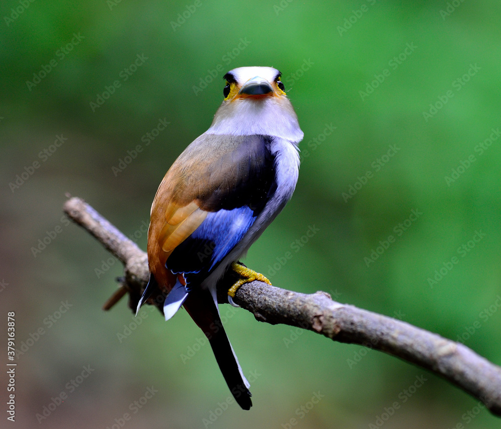 Naklejka premium Female of Silver-breasted Broadbill, parenthood, Serilphus lunatus, posting on the branch with great details, bird