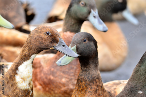 Female of farmed duck with many heads in the frame photo