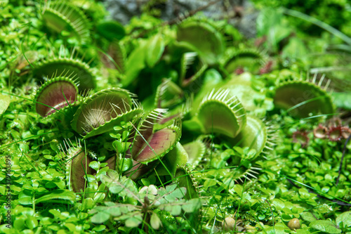 The Venus flytrap flower (Dionaea muscipula) is a carnivorous insectivorous plant.