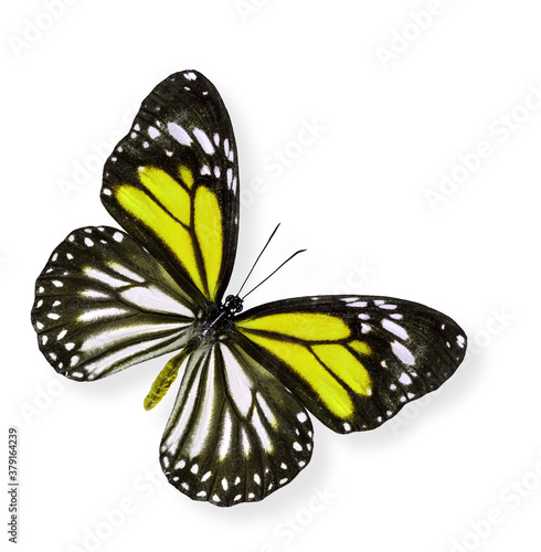 Flying White and Yellow Tiger Butterfly with soft shadow beneath on white background