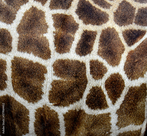 Great Giraffe skin patterns photo