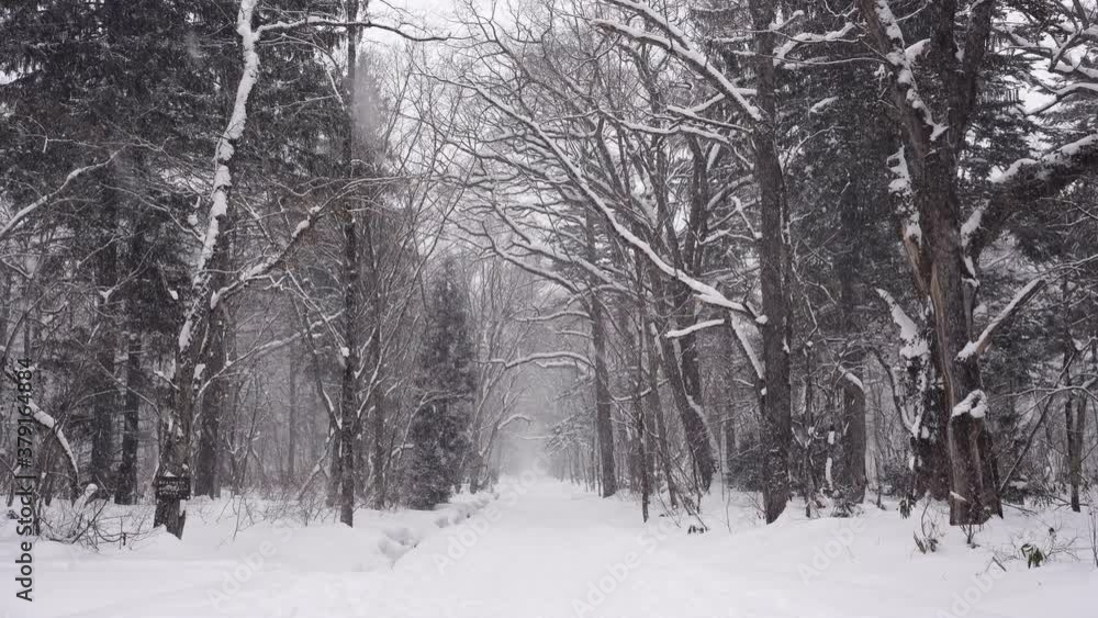 Heavy snow covered the path in the forest Heavy snow covered the path in the forest