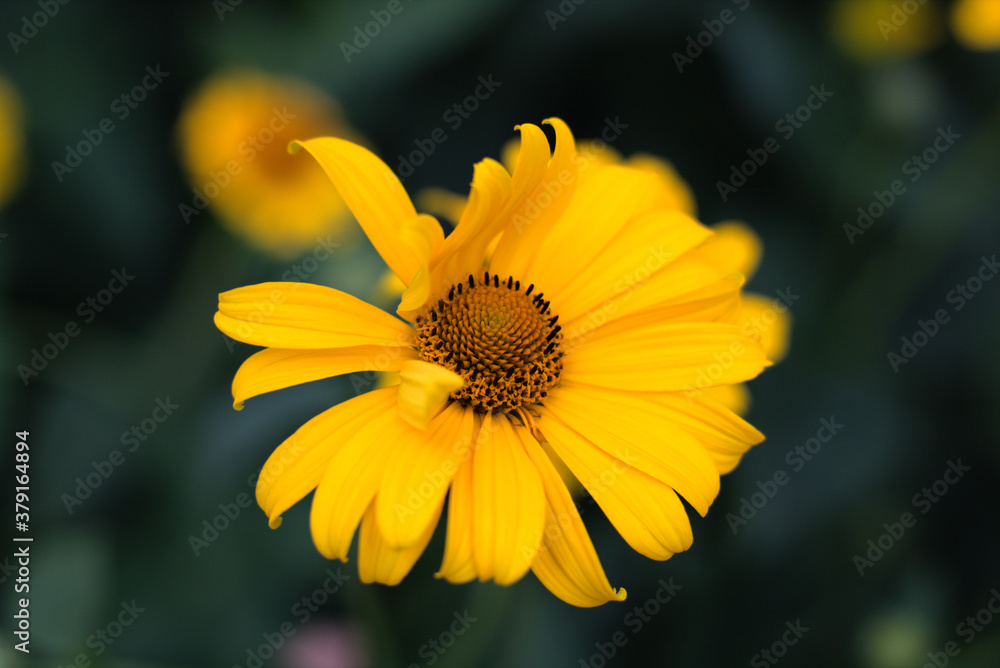 Obraz premium Yellow Flower With Petals in thw wind
