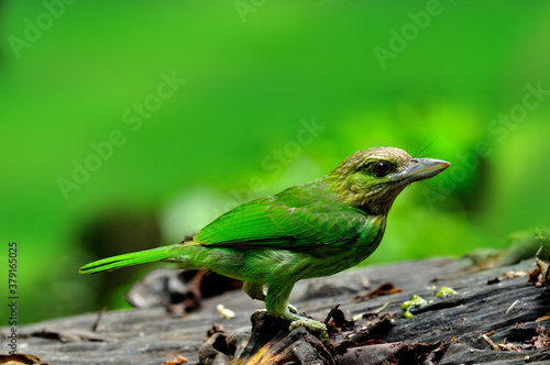 Green-eared Barbet