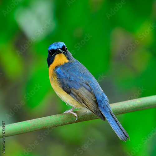 Hill Blue Flycatcher, cyornis banyumas, perching on the branch with details from head to tow and turn his face around