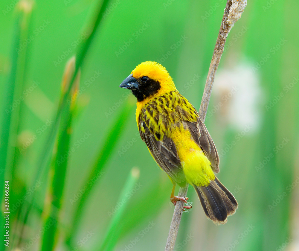 Fototapeta premium Male Asian Golden Weaver on breeding plumage bird (Ploceus hypoxanthus) with green background