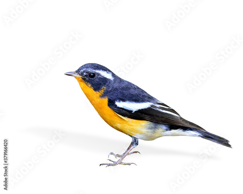 Male of Mugimaki Flycatcher yellow belly bird (Ficedula mugimaki) isolated on white background