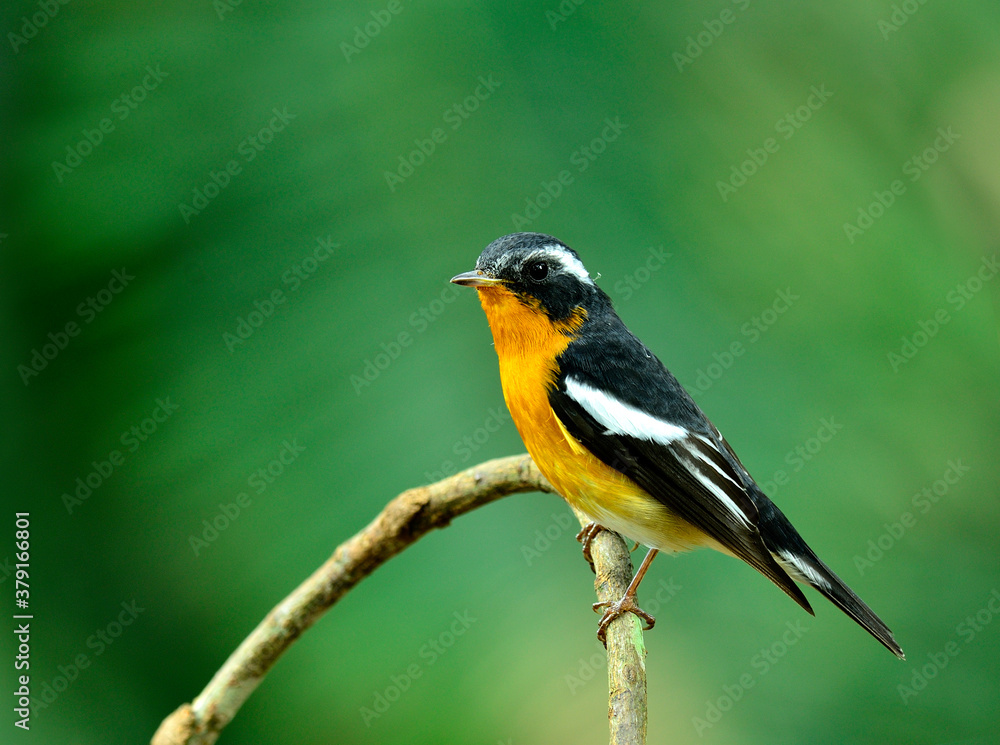 Fototapeta premium Mugimaki Flycatcher yellow belly bird (Ficedula mugimaki) with beautiful green background