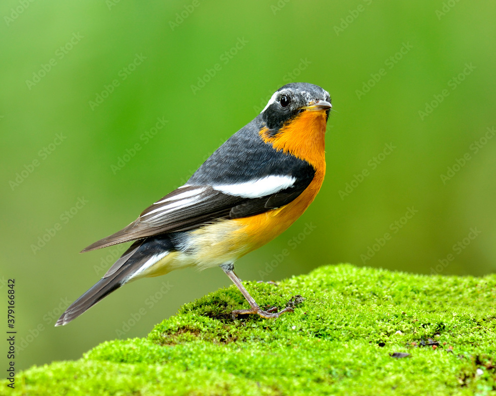 Mugimaki Flycatcher, nice orange bird (Ficedula mugimaki) standing on mossy rock with blue green background
