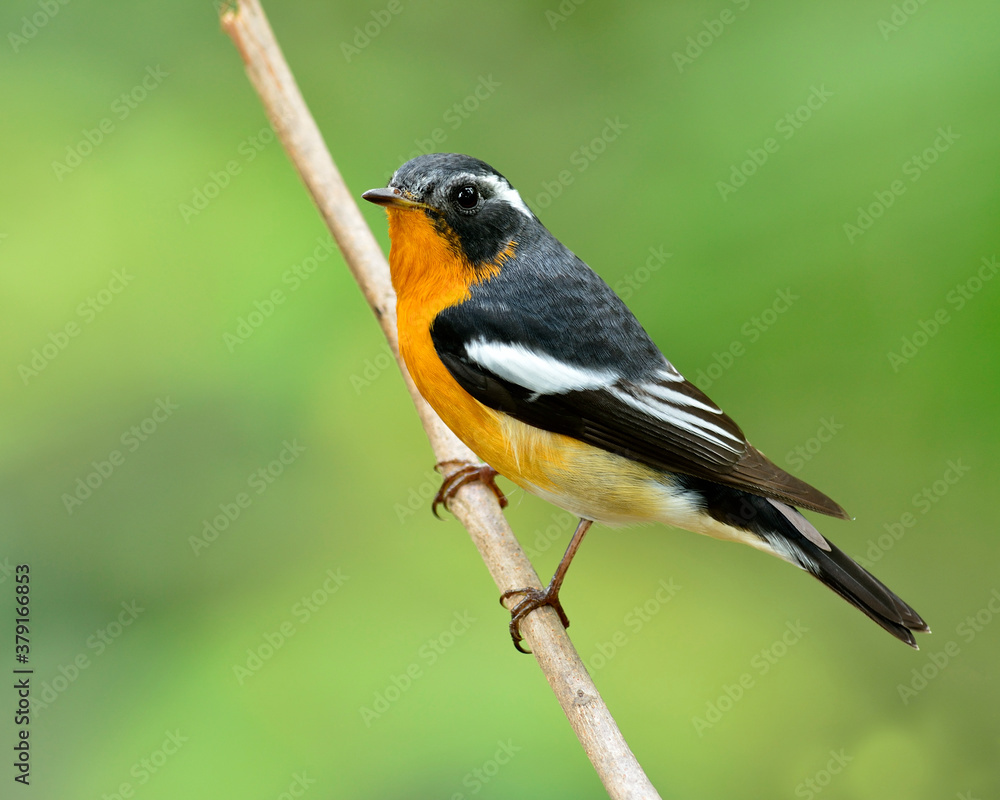 Fototapeta premium Mugimaki Flycatcher, yellow belly bird (Ficedula mugimaki) perching on branch witn clear green background