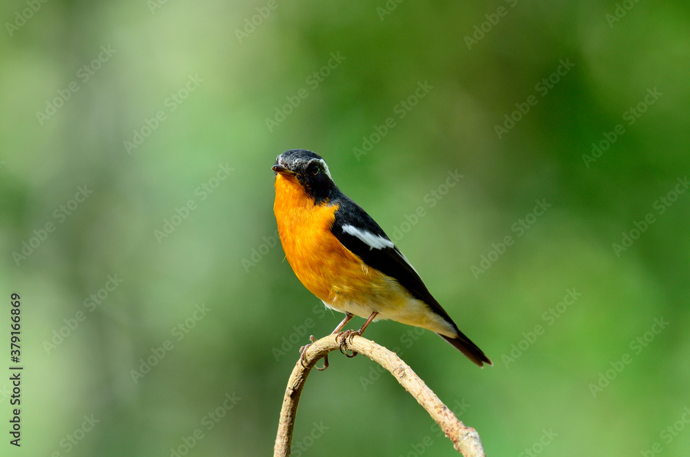 Mugimaki Flycatcher Mugimaki Flycatcher