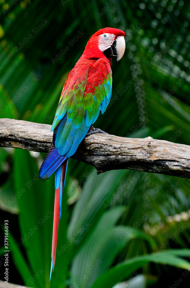 Obraz premium Nice back profile of Green-winged Macaw perching on the branch