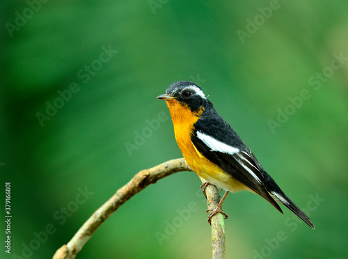 Mugimaki Flycatcher yellow belly bird (Ficedula mugimaki) with beautiful green background