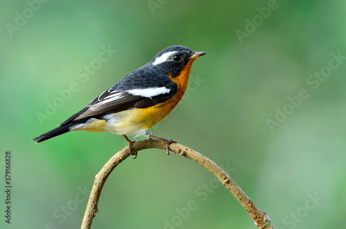 Cute Mugimaki Flycatcher on the branch with very details, bird