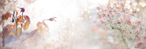 Rose hips and leaves in the autumn frost. Gray fog with tender golden bokeh. Natural landscape in autumn for a background. Close up with short depth of field and space for text. photo