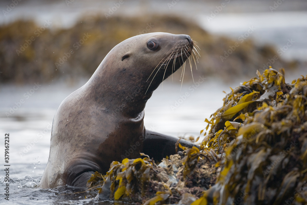 Naklejka premium Steller Sea Lion, Alaska