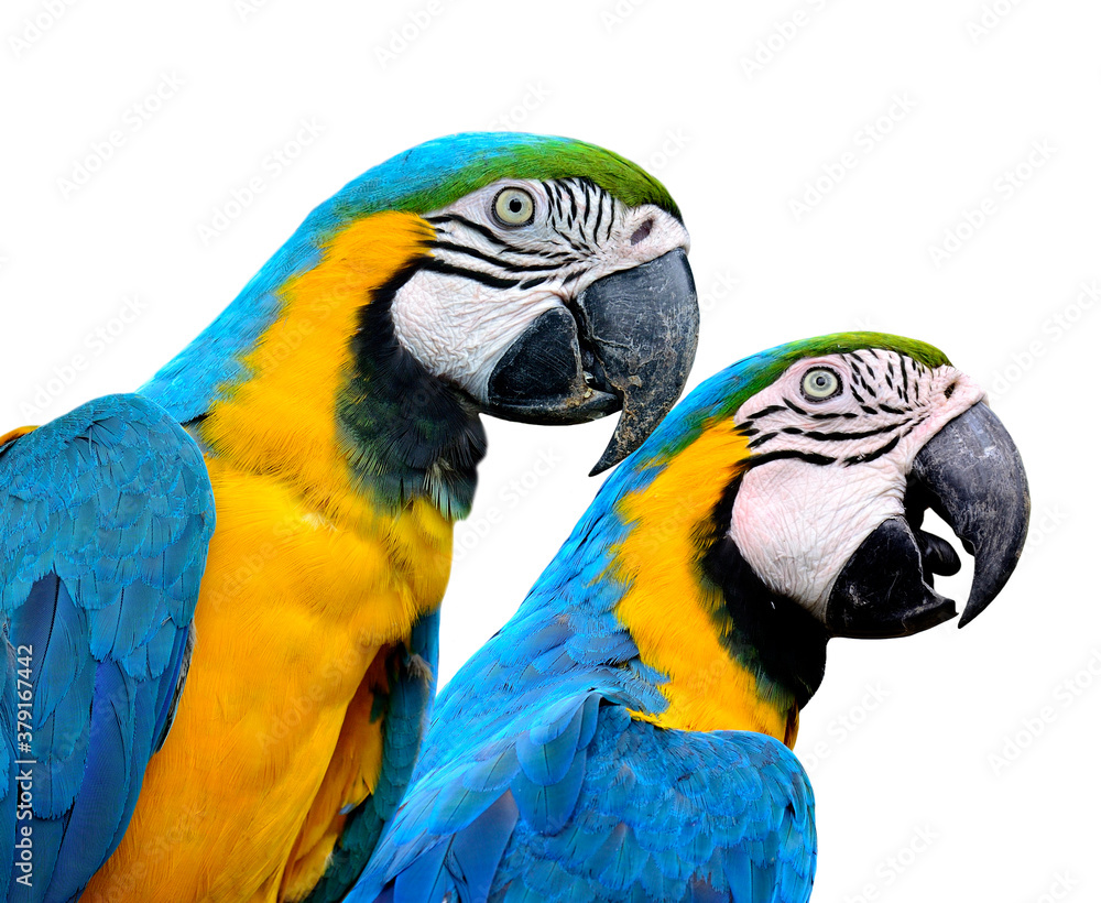 Pair of Blue and Gold Macaw parrot birds together isolated on white background