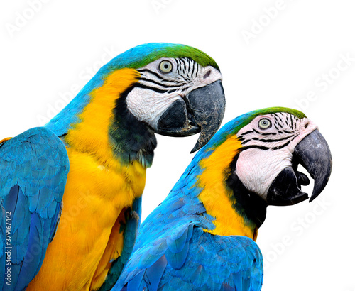 Pair of Blue and Gold Macaw parrot birds together isolated on white background