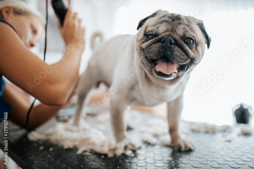 Dog grooming concept. Grooming and washing pug bread dog in the saloon