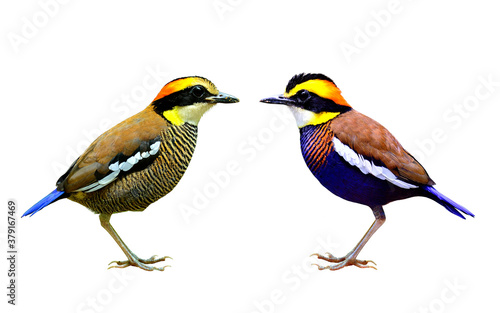 Pair of Malayan Banded Pitta edemic of Thailand found in nation park  both male and female isolated on white background