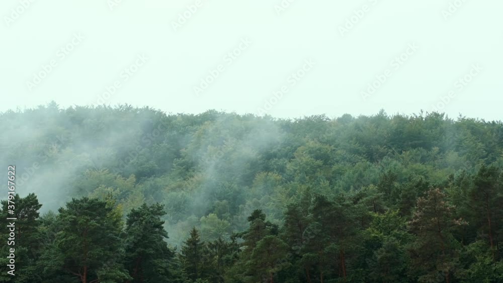 Slow fog clouds of evaporating forest in our own place above the trees, clouds of clouds move above the trees, time lapse above forest Slow fog clouds of evaporating forest in our own place above the trees, clouds of clouds move above the trees, time lapse above forest