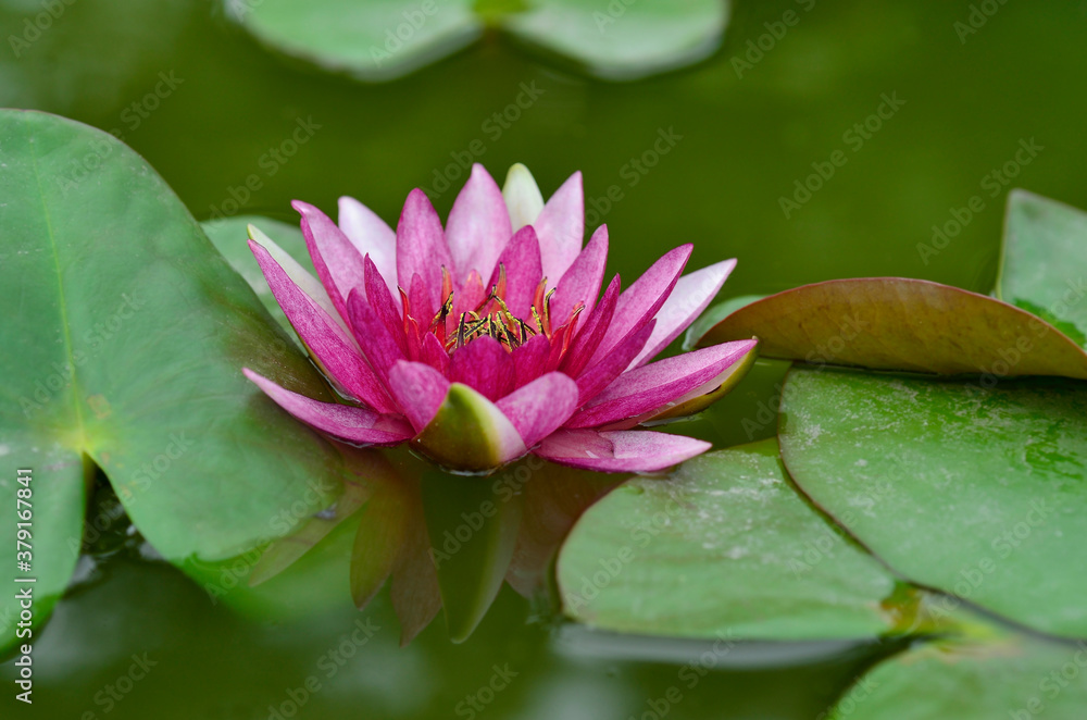Pink Lotus Flower floating in water with green leafs Pink Lotus Flower floating in water with green leafs