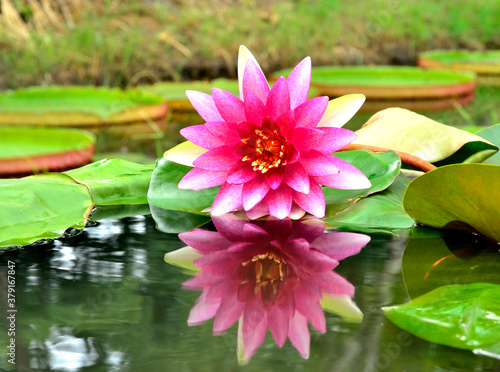 Pink Lotus Flower with reflection in water, Beautiful Water Lily