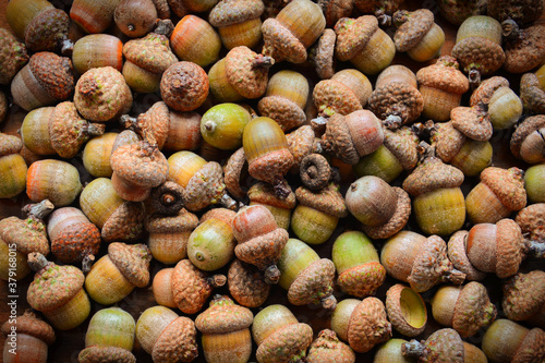 Oak acorns top down view. Nature colors of oak seeds. Isolated oak acorns on white background. 