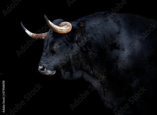Portrait of bull in profile