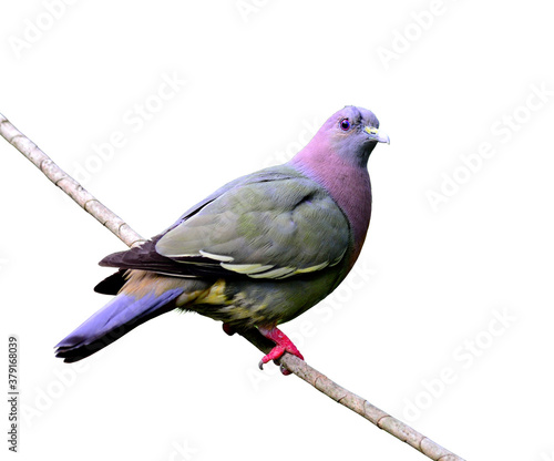 Pink-necked green pigeon, treron vernans, isolated on white background photo