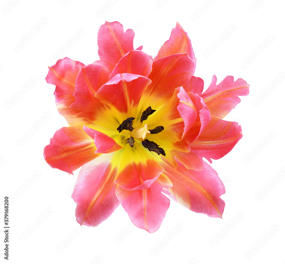 Closeup of coral and yellow tulip flower