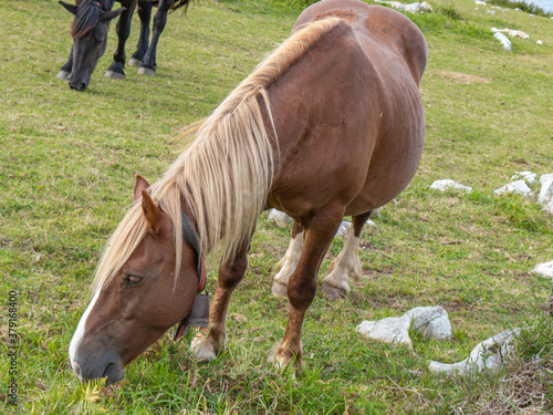 Horses grazing in a quiet and grassy place