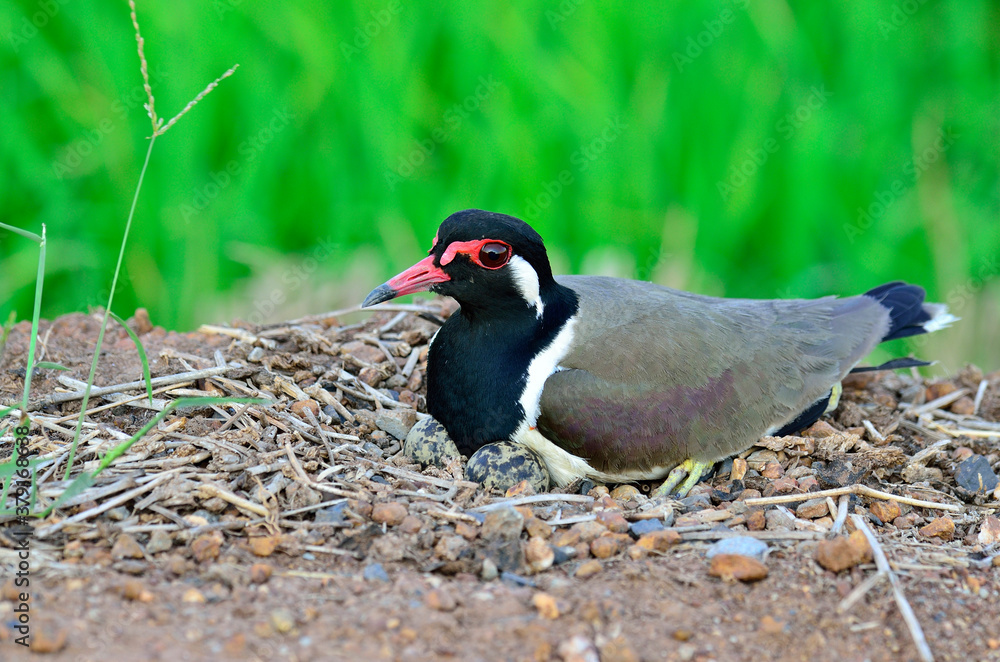 Red-wattled Lapwing hatching eggs in the opened nest, Vanellus indicus, bird best photo Red-wattled Lapwing hatching eggs in the opened nest, Vanellus indicus, bird best photo