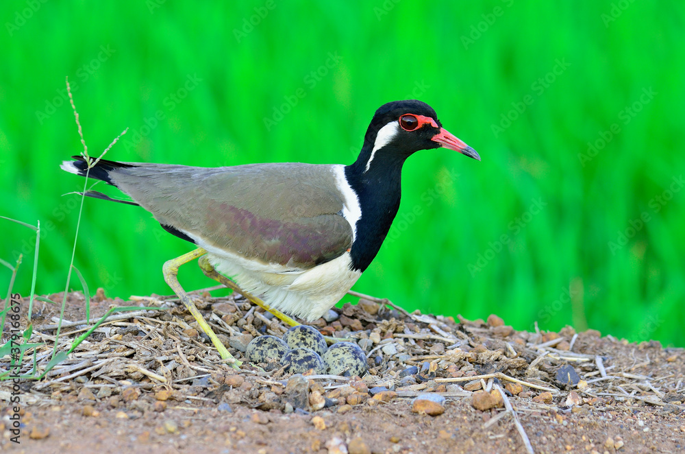 Red-wattled Lapwing hatching eggs in the opened nest, Vanellus indicus, bird of Thailand Red-wattled Lapwing hatching eggs in the opened nest, Vanellus indicus, bird of Thailand