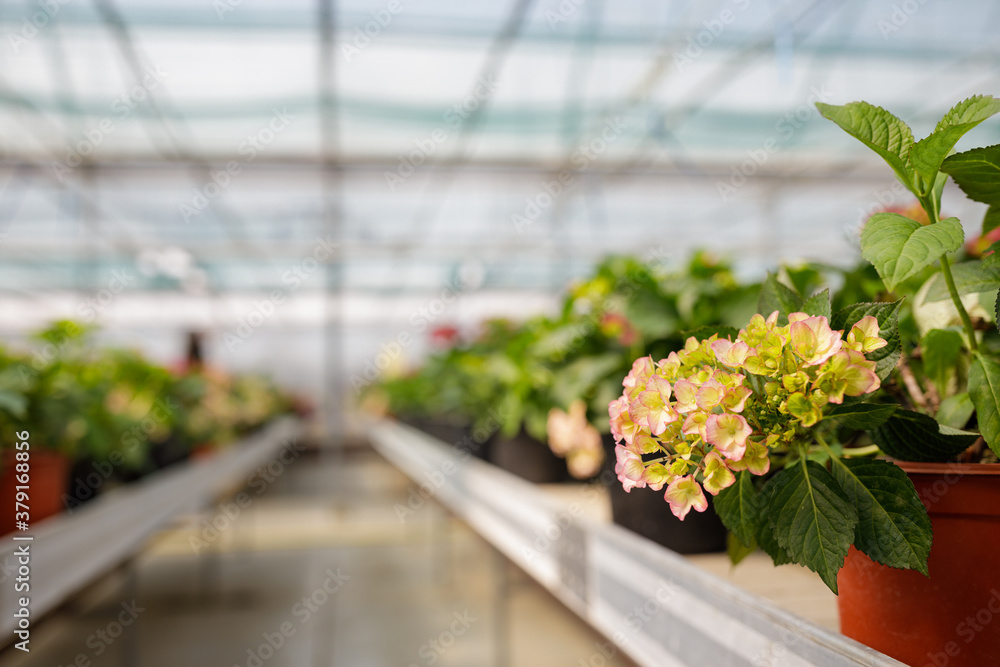 Plants and flowers in the sunny greenhouse or horticulture Plants and flowers in the sunny greenhouse or horticulture