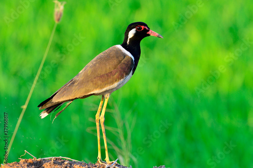 Wallpaper Mural Red-wattled Lapwing standing with head to toe details with best lighting and green background, Vanellus indicus, bird Torontodigital.ca